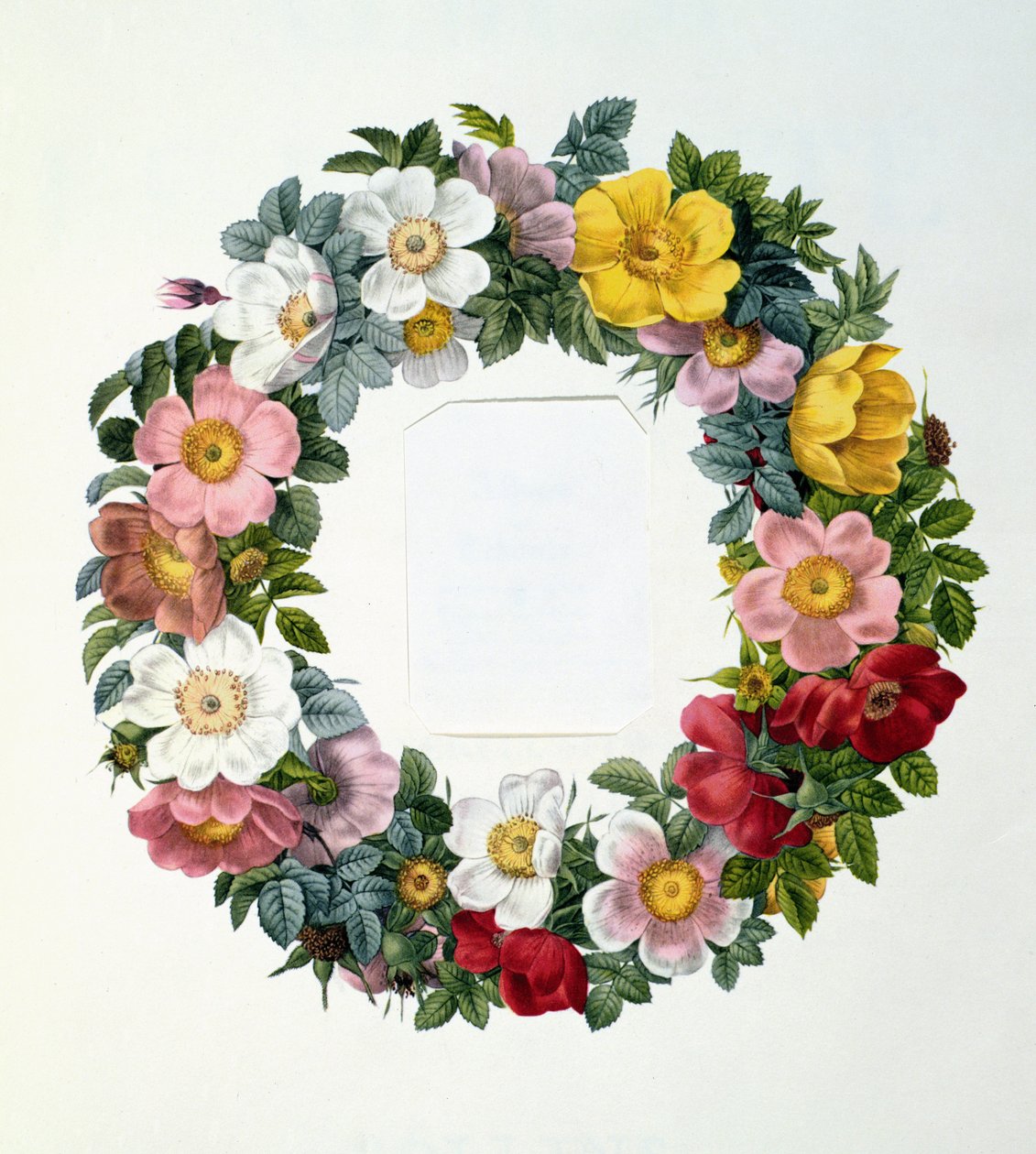 玫瑰花环，&39;Les Roses&39;的主题，1817年 作者 皮埃尔·约瑟夫·雷杜特