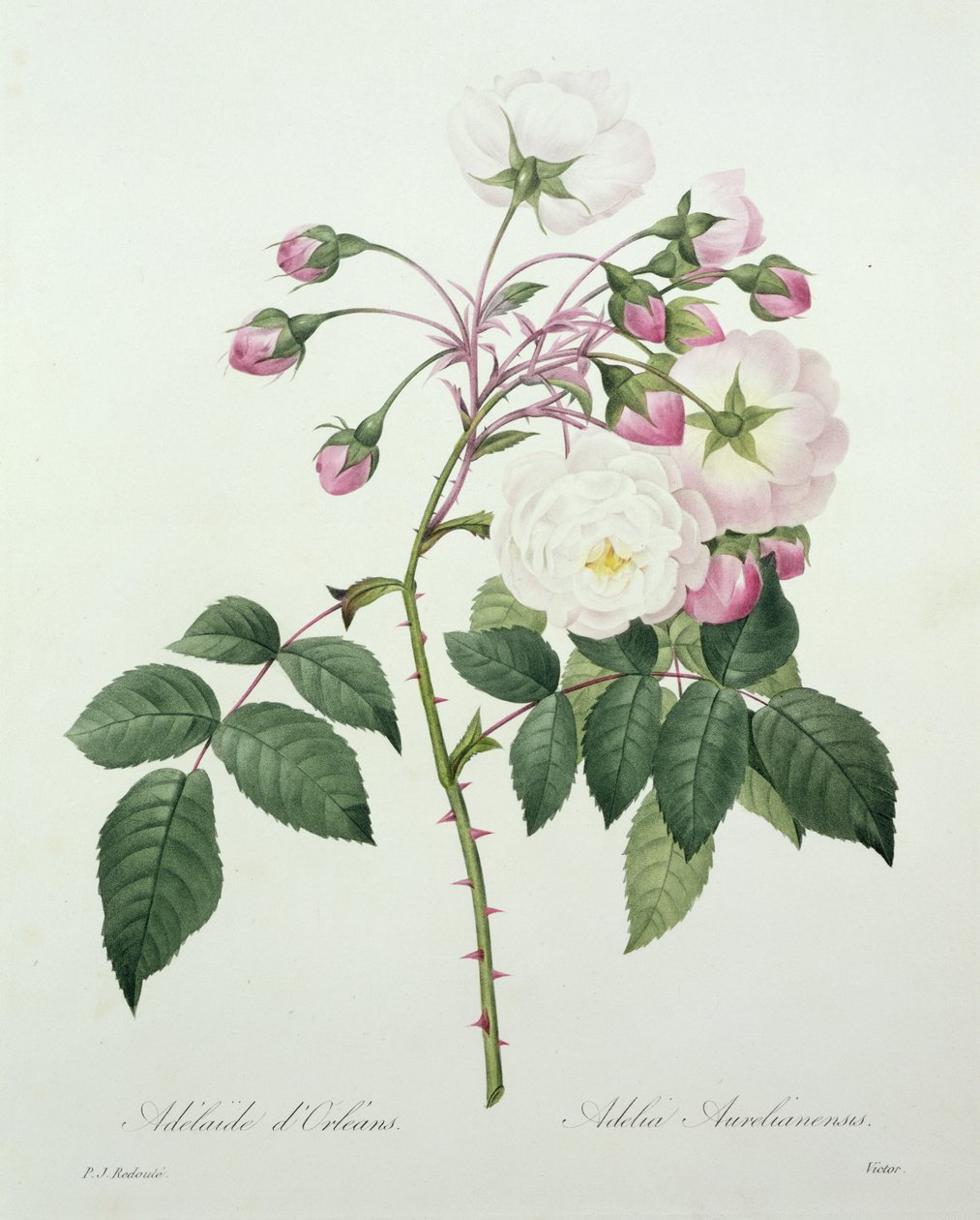 Adelia aurelianensis，由Victor雕刻，来自&39;最美丽的花朵选择&39;，1827年 作者 皮埃尔·约瑟夫·雷杜特