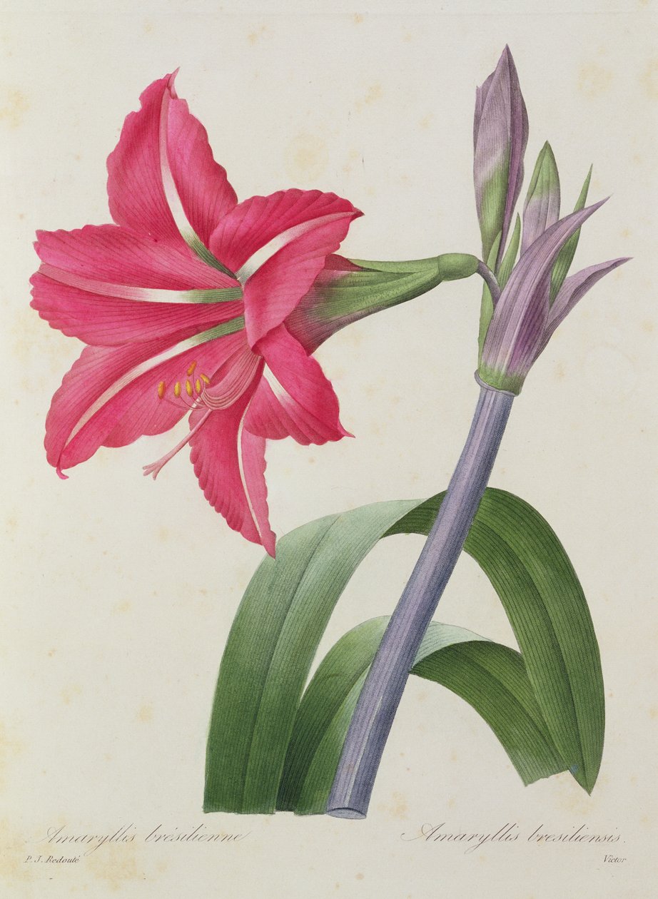 巴西阿玛丽利斯，由维克多雕刻而成，来自“最美丽的花朵选择”，c.1827-33 作者 皮埃尔·约瑟夫·雷杜特