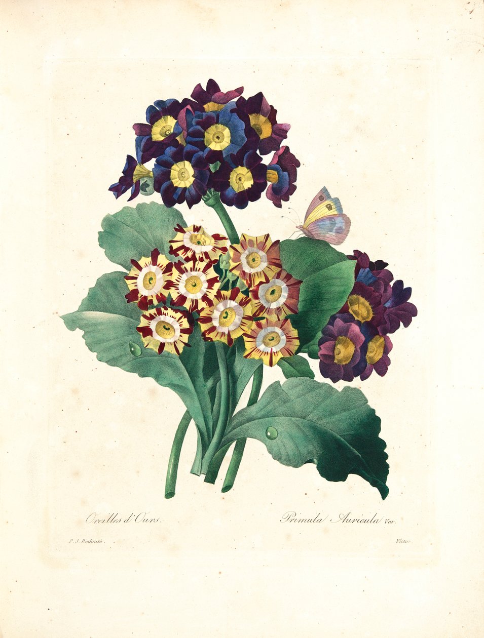 熊的耳朵，由Victor刻，来自“选择最美丽的花朵和最美丽的水果”，Vol。我，1827-33 作者 皮埃尔·约瑟夫·雷杜特