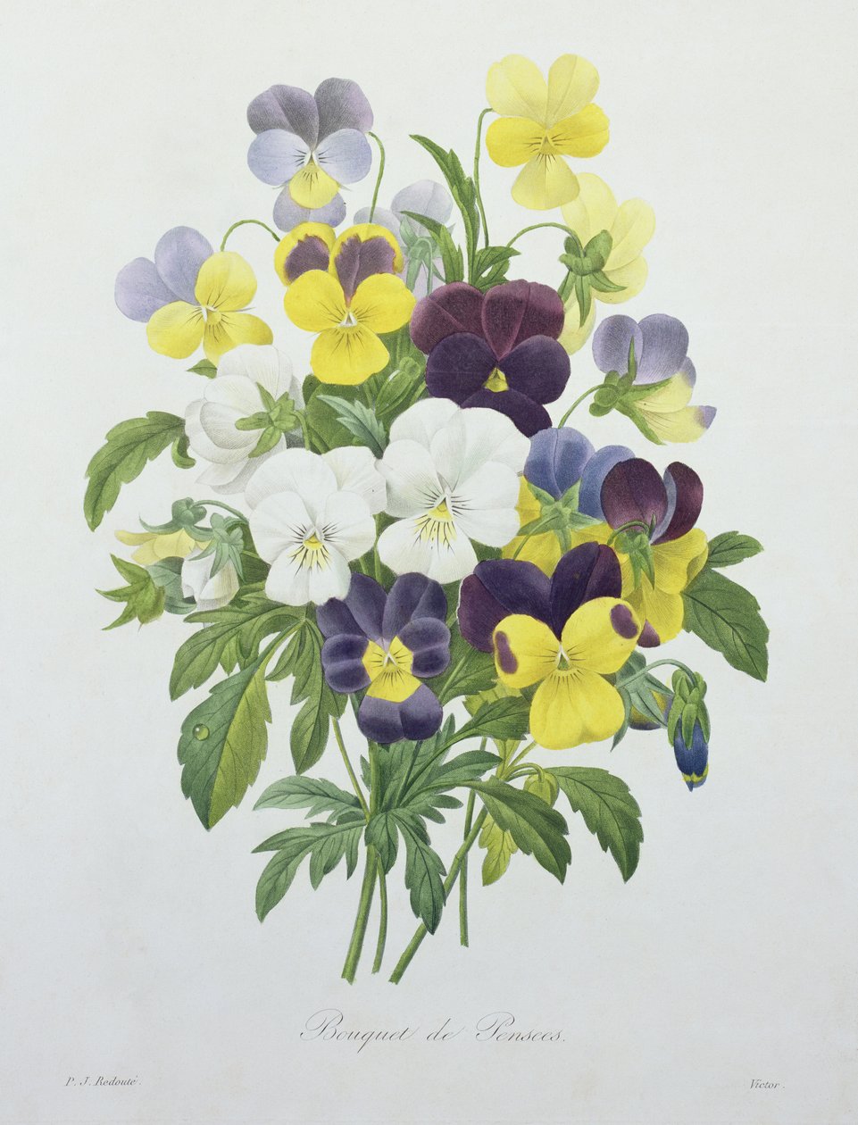 1827年，由“最美丽的花朵选择”中的维克多雕刻的三色紫罗兰花束 作者 皮埃尔·约瑟夫·雷杜特
