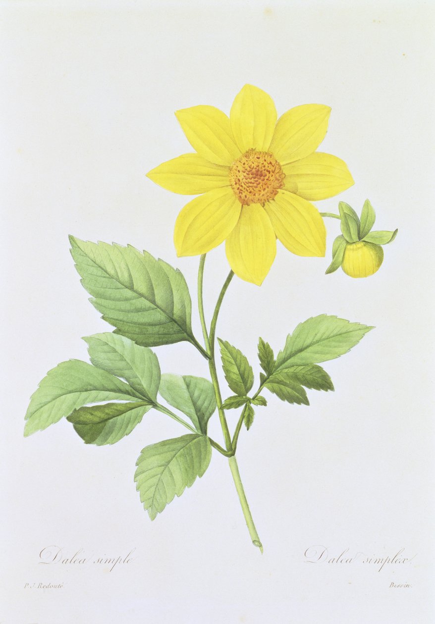 Dalea simplex，由Bessin雕刻，来自&39;最美丽的花朵选择&39;，1827-33 作者 皮埃尔·约瑟夫·雷杜特