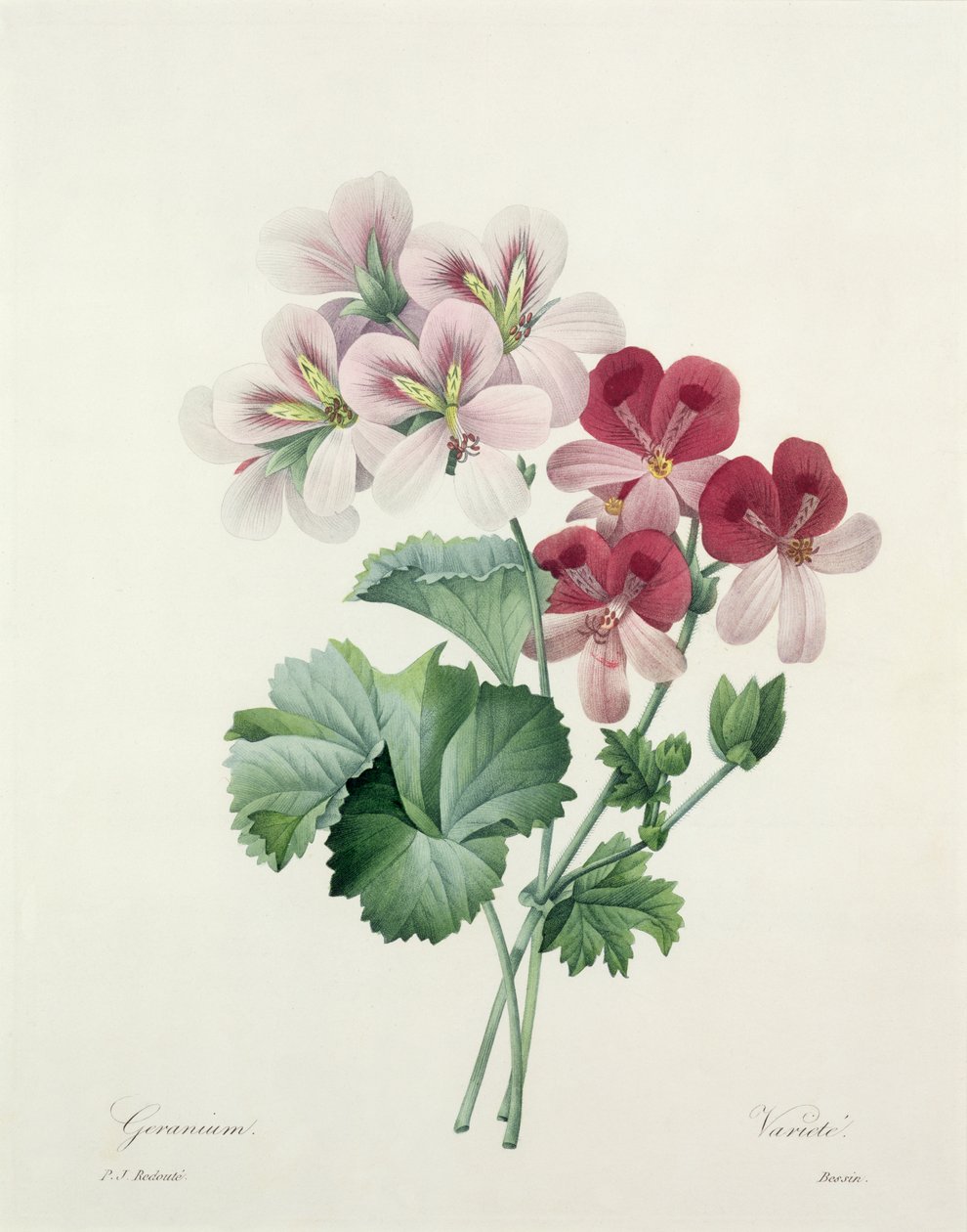 天竺葵品种（Crane&39;s-bill）来自&39;最美丽的花朵选择&39;，1827年 作者 皮埃尔·约瑟夫·雷杜特