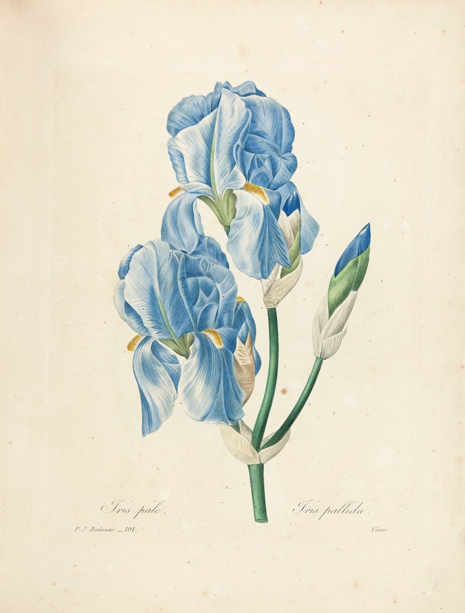 Iris Pallida，刻有Victor，来自“最美丽的花朵和最美丽的水果选择”，Vol。二，1827-33 作者 皮埃尔·约瑟夫·雷杜特