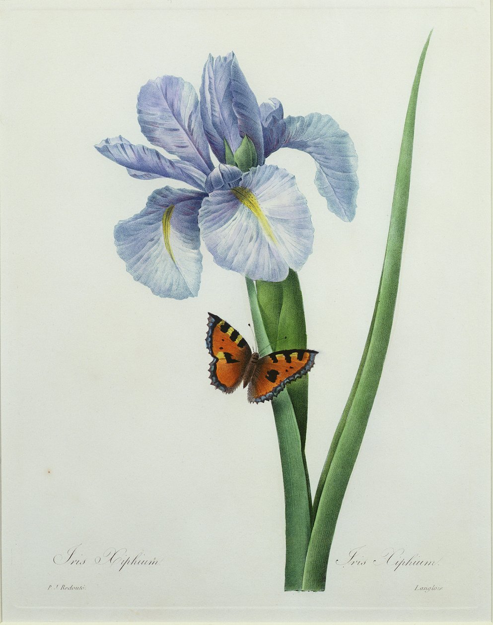 Iris xiphium，由Langlois雕刻，来自1827年的“最美丽的花朵选择” 作者 皮埃尔·约瑟夫·雷杜特
