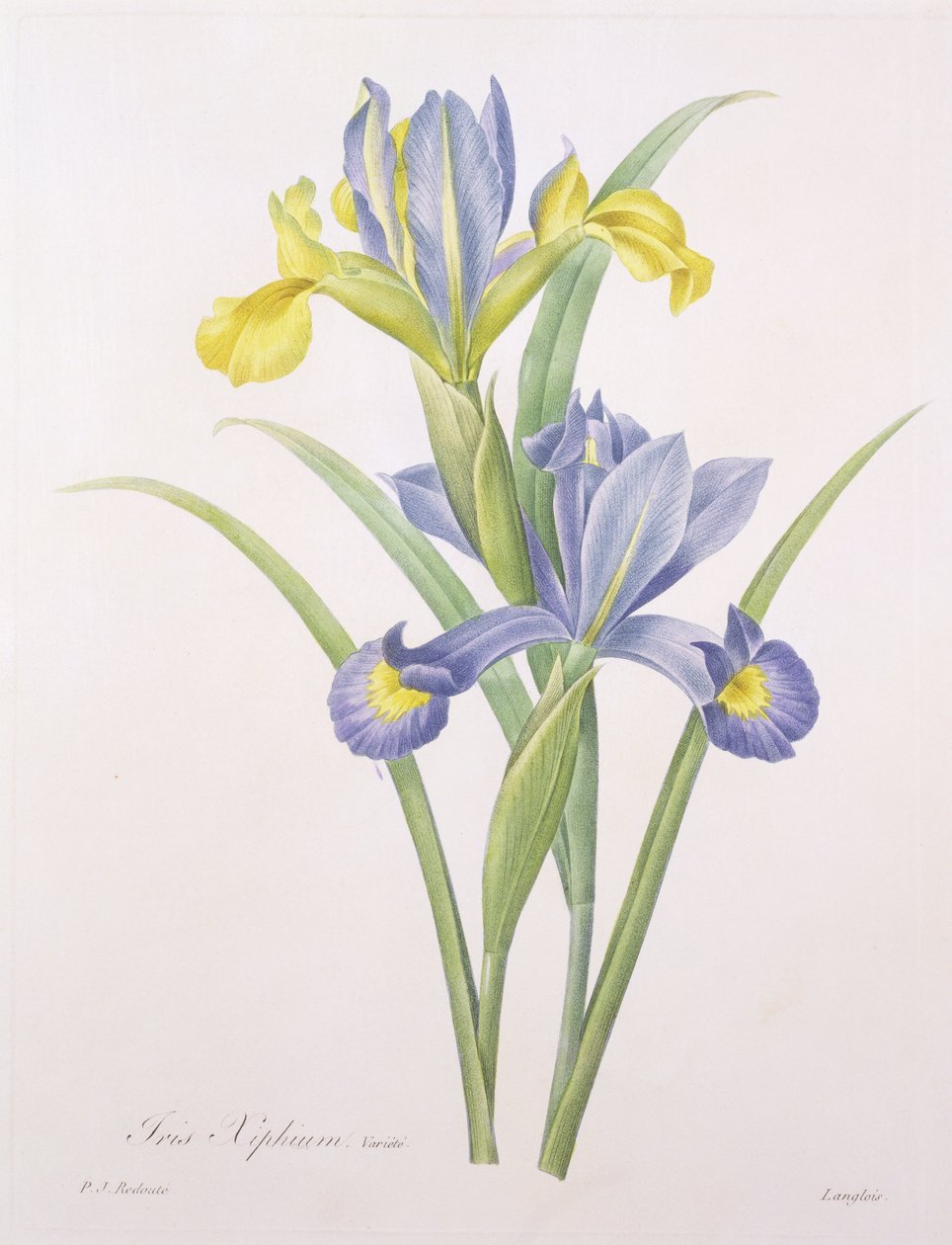 Iris xiphium，品种，由Langlois雕刻，来自&39;最美丽的花朵选择&39;，1827年 作者 皮埃尔·约瑟夫·雷杜特