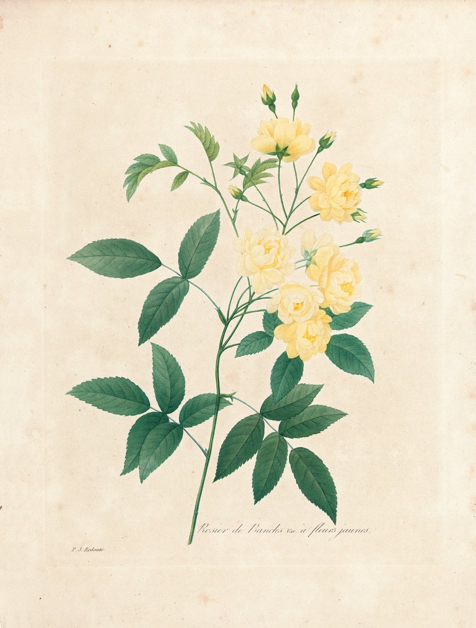 Lady Banks的玫瑰，来自“选择最美丽的花朵和最美丽的水果”，Vol。我，1827-33 作者 皮埃尔·约瑟夫·雷杜特