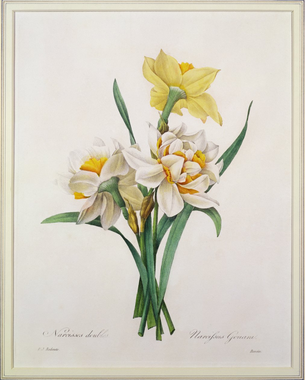 Nessissus gouani（双水仙花），由Bessin雕刻，来自&39;最美丽的花朵选择&39;，1827年 作者 皮埃尔·约瑟夫·雷杜特