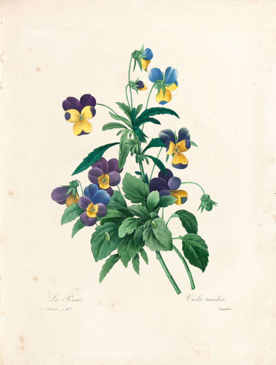 由Langlois雕刻的Pansy，来自“最美丽的花朵和最美丽的水果的选择”，Vol。二，1827-33 作者 皮埃尔·约瑟夫·雷杜特