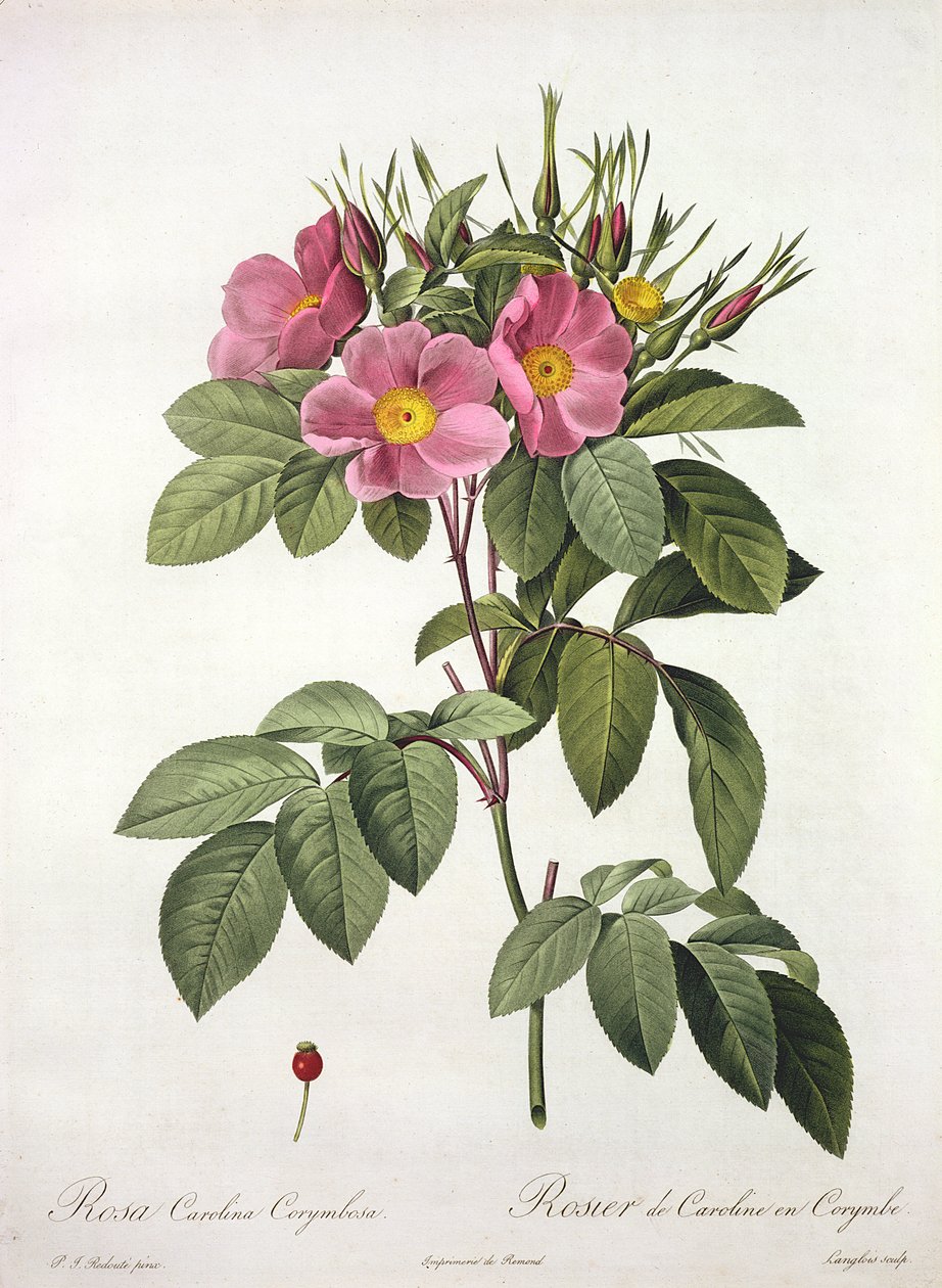 Rosa Carolina Corymbosa，由Langlois雕刻，来自&39;Les Roses&39;，1817-24（彩色aquatint） 作者 皮埃尔·约瑟夫·雷杜特