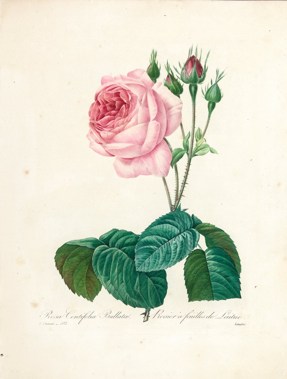 Rosa Centifolia Bullata，由Langlois雕刻，来自“最美丽的花朵和最美丽的水果选择”，Vol。我，1827-33 作者 皮埃尔·约瑟夫·雷杜特