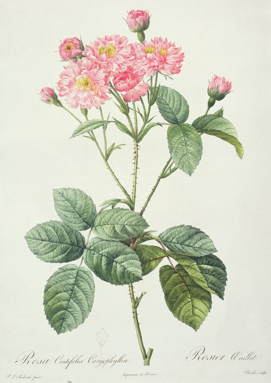 Rosa Centifolia Caryophyllea，由Charlin雕刻，由Remond出版 作者 皮埃尔·约瑟夫·雷杜特