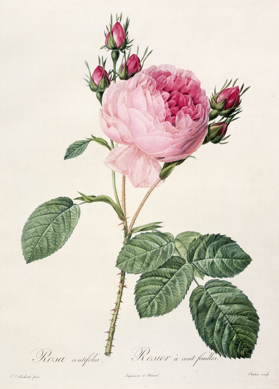 Rosa Centifolia，来自&39;Les Roses&39;，由Couten雕刻，由Remond出版，1817年 作者 皮埃尔·约瑟夫·雷杜特