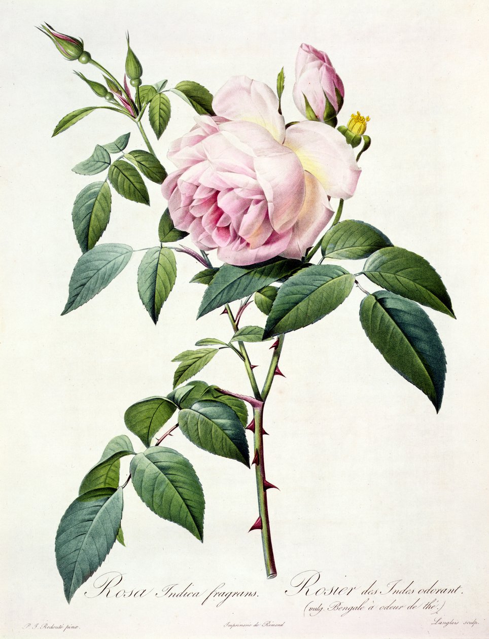 Rosa Indica Fragrans，由Langlois雕刻，由Remond出版 作者 皮埃尔·约瑟夫·雷杜特