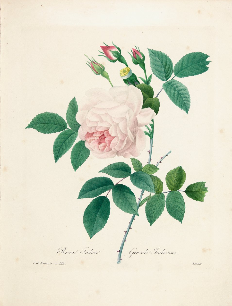 由Bessin雕刻的Rosa Indica，来自“最美丽的花朵和最美丽的水果的选择”，Vol。我，1827-33 作者 皮埃尔·约瑟夫·雷杜特