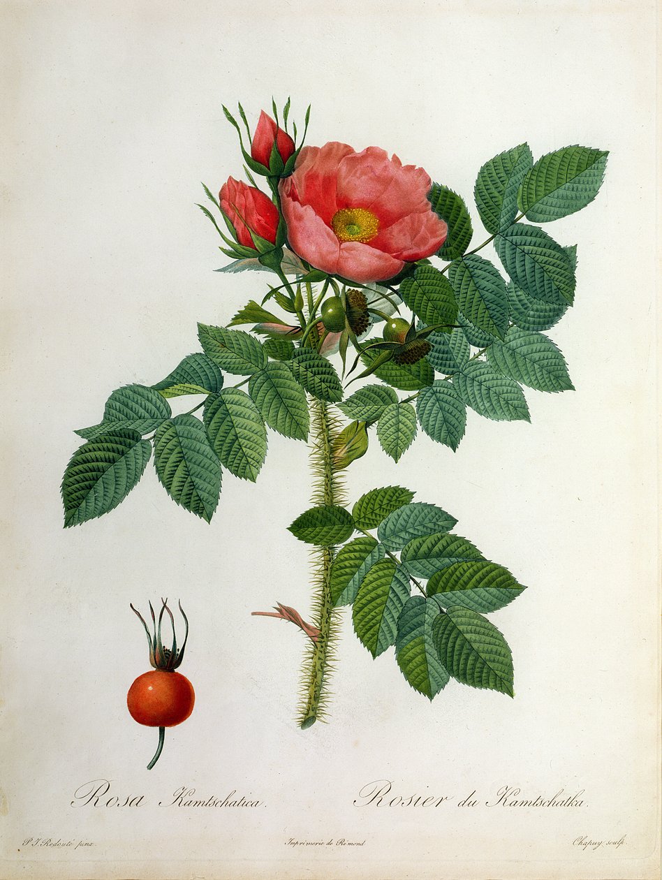 由Chapuy雕刻的Rosa Kamtschatica，由Remond出版 作者 皮埃尔·约瑟夫·雷杜特