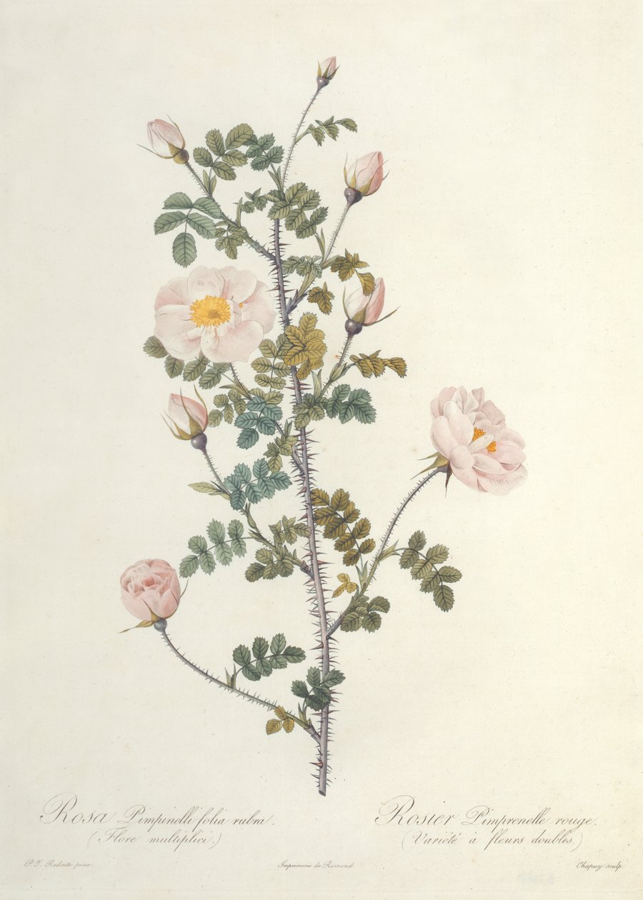 Rosa Pimpinellifolia Rubra Flore Multiplici，由Chapuy雕刻，由Remond出版 作者 皮埃尔·约瑟夫·雷杜特