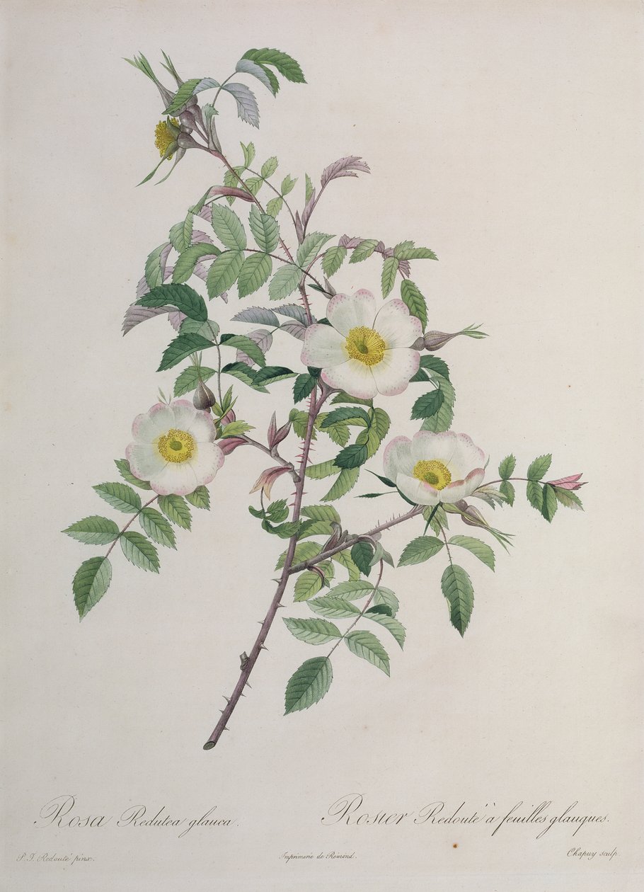 Rosa Redutea glauca，由Chapuy雕刻，由Remond出版 作者 皮埃尔·约瑟夫·雷杜特