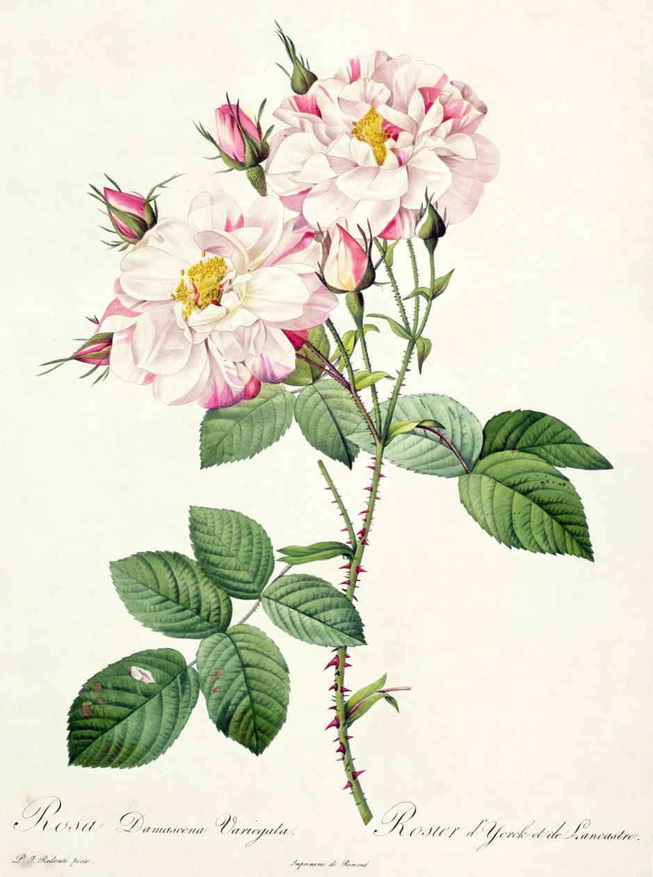 Rosa damascena variegata（约克和兰卡斯特玫瑰），由Bessin雕刻，来自&39;Les Roses&39;，1817-24（彩色aquatint） 作者 皮埃尔·约瑟夫·雷杜特