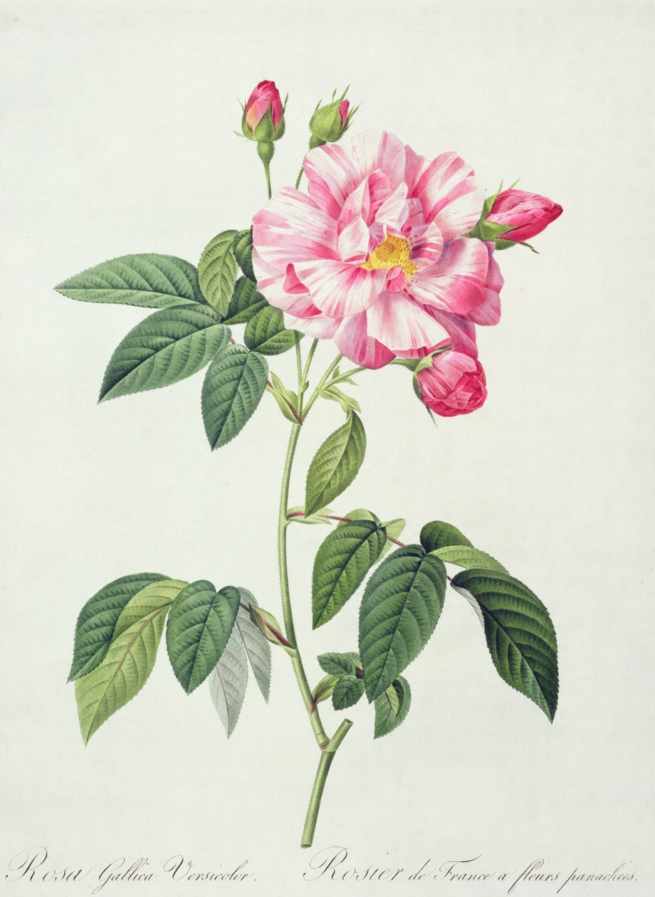 Rosa gallica versicolor（法国玫瑰），由Langlois雕刻，来自&39;Les Roses&39;，1817-24（彩色aquatint） 作者 皮埃尔·约瑟夫·雷杜特