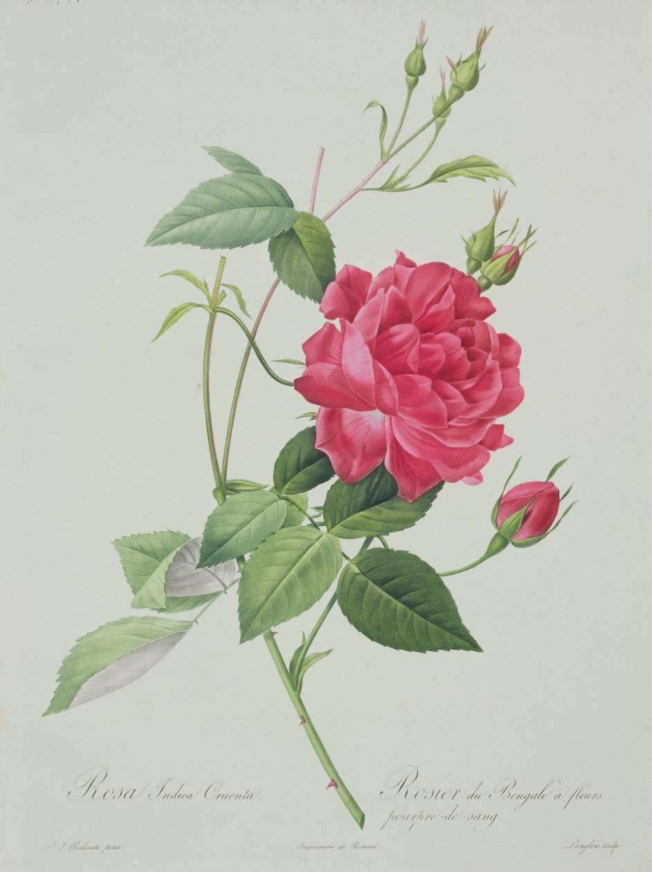 Rosa indica cruenta（血红孟加拉玫瑰），由Langlois雕刻，来自&39;Les Roses&39;，1817-24（彩色aquatint） 作者 皮埃尔·约瑟夫·雷杜特