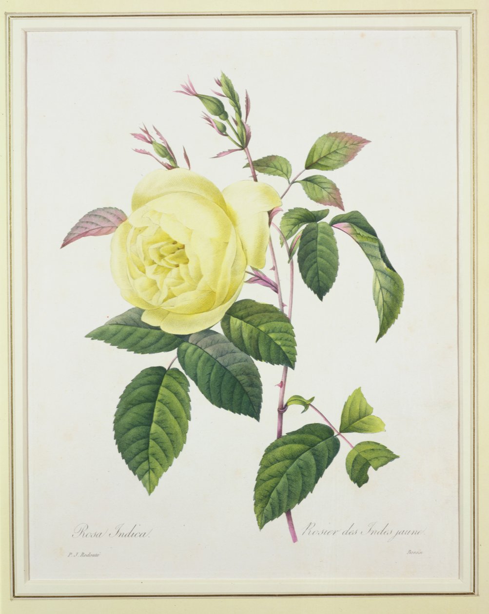 由Bessin雕刻的罗莎籼稻，来自1827年的“最美丽的花朵选择” 作者 皮埃尔·约瑟夫·雷杜特