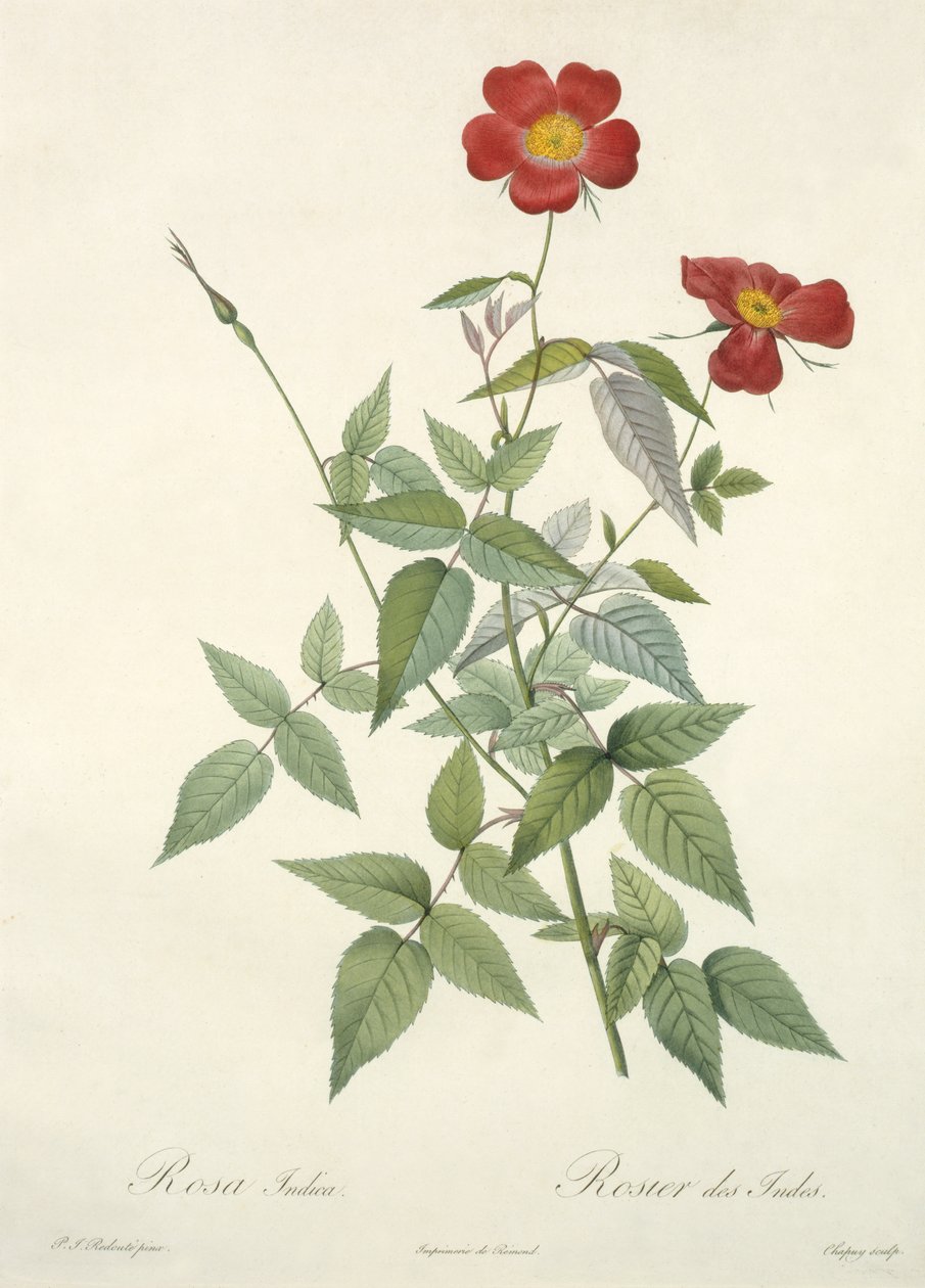 罗莎籼稻，由Chapuy雕刻，来自&39;Les Roses&39;，1817-24（彩色aquatint） 作者 皮埃尔·约瑟夫·雷杜特