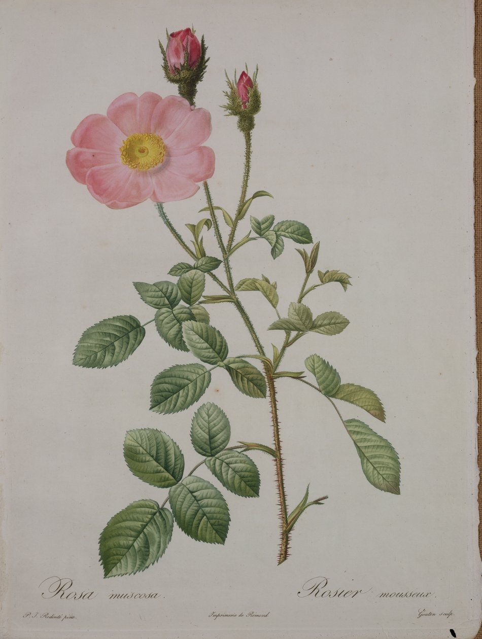 罗莎muscosa（苔藓玫瑰），由Gouten雕刻，来自&39;Les Roses&39;，1817-24（彩色aquatint） 作者 皮埃尔·约瑟夫·雷杜特