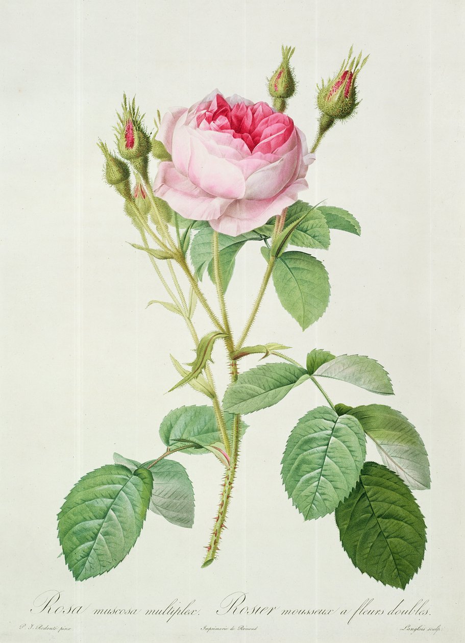 Rosa muscosa多重（双苔藓玫瑰），由Langlois雕刻，来自&39;Les Roses&39;，1817-24（彩色aquatint） 作者 皮埃尔·约瑟夫·雷杜特