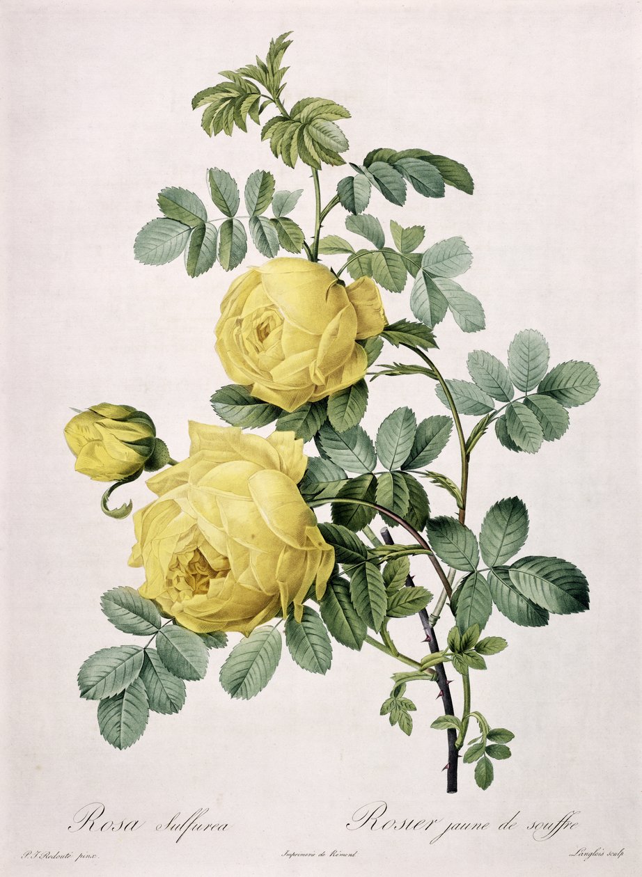 Rosa sulfurea，由Langlois雕刻，来自&39;Les Roses&39;，1817-24（彩色aquatint） 作者 皮埃尔·约瑟夫·雷杜特