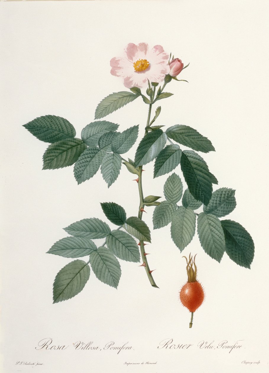 Rosa villosa，pomifera（苹果玫瑰），由Chapuy雕刻，来自&39;Les Roses&39;，1817-24（彩色aquatint） 作者 皮埃尔·约瑟夫·雷杜特