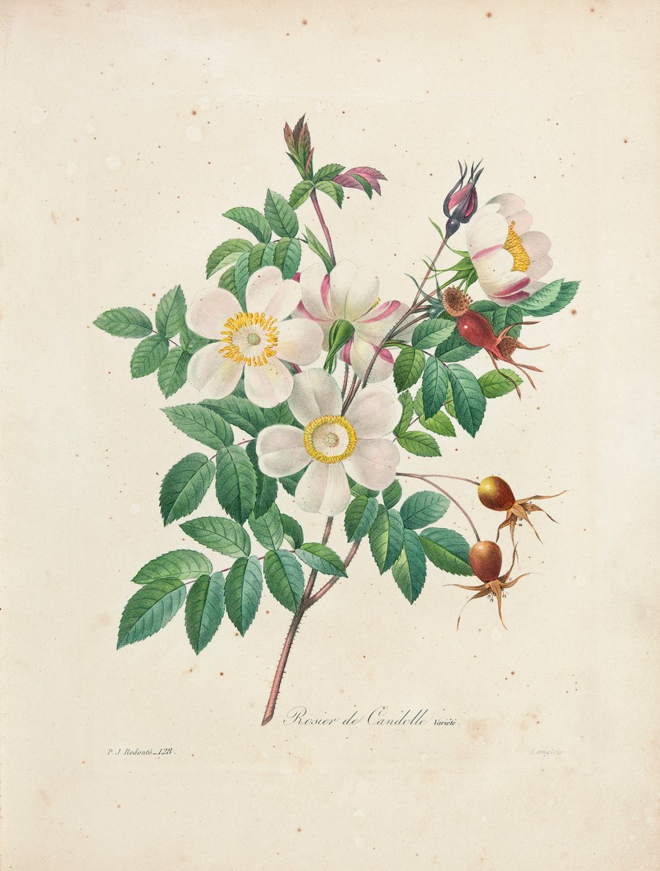 Rosier de Candolle，来自“选择最美丽的花朵和最美丽的水果”，Vol。我，1827-33 作者 皮埃尔·约瑟夫·雷杜特
