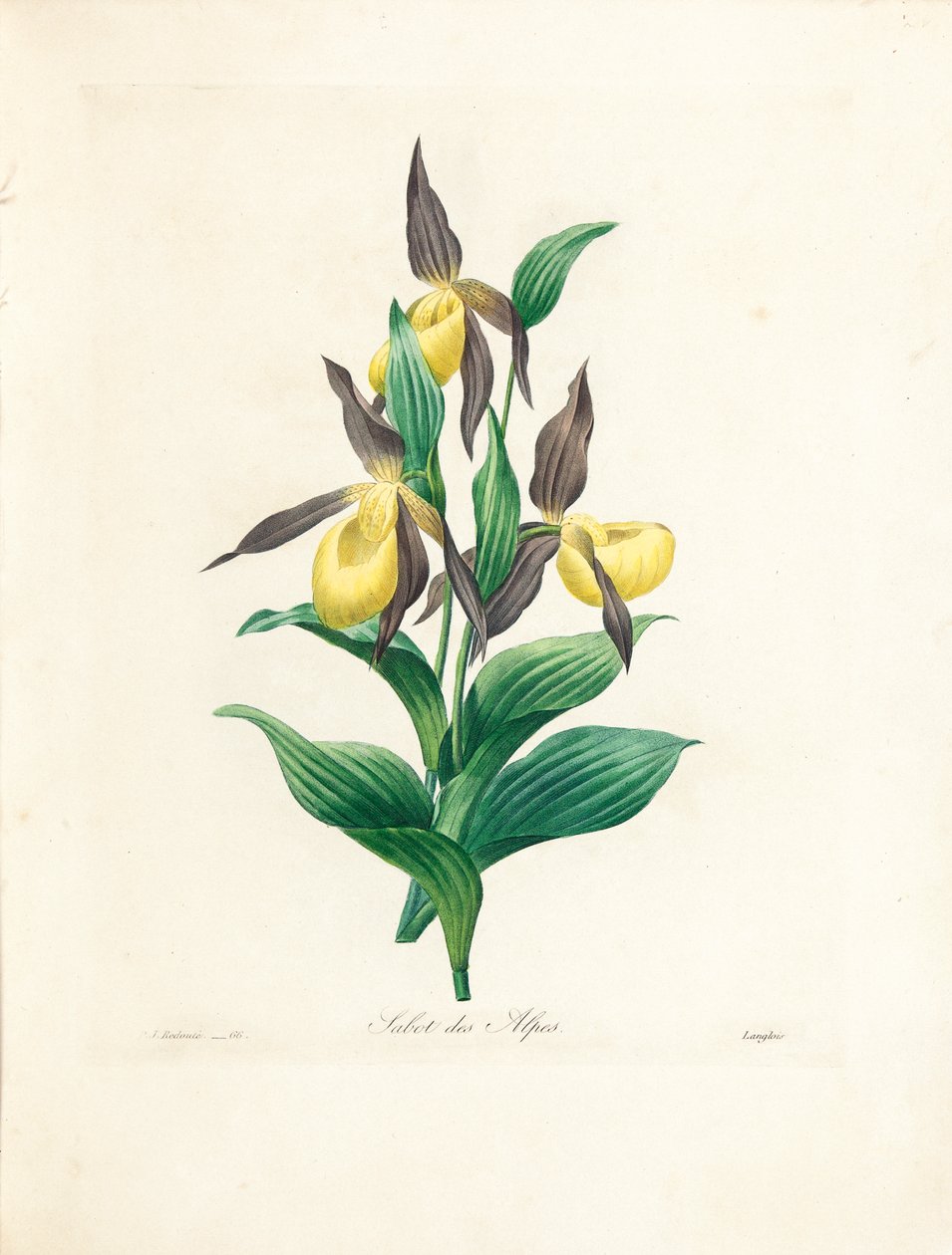 Langlois雕刻的Alpine Clog，来自“最美丽的花朵和最美丽的水果选择”，Vol。二，1827-33 作者 皮埃尔·约瑟夫·雷杜特