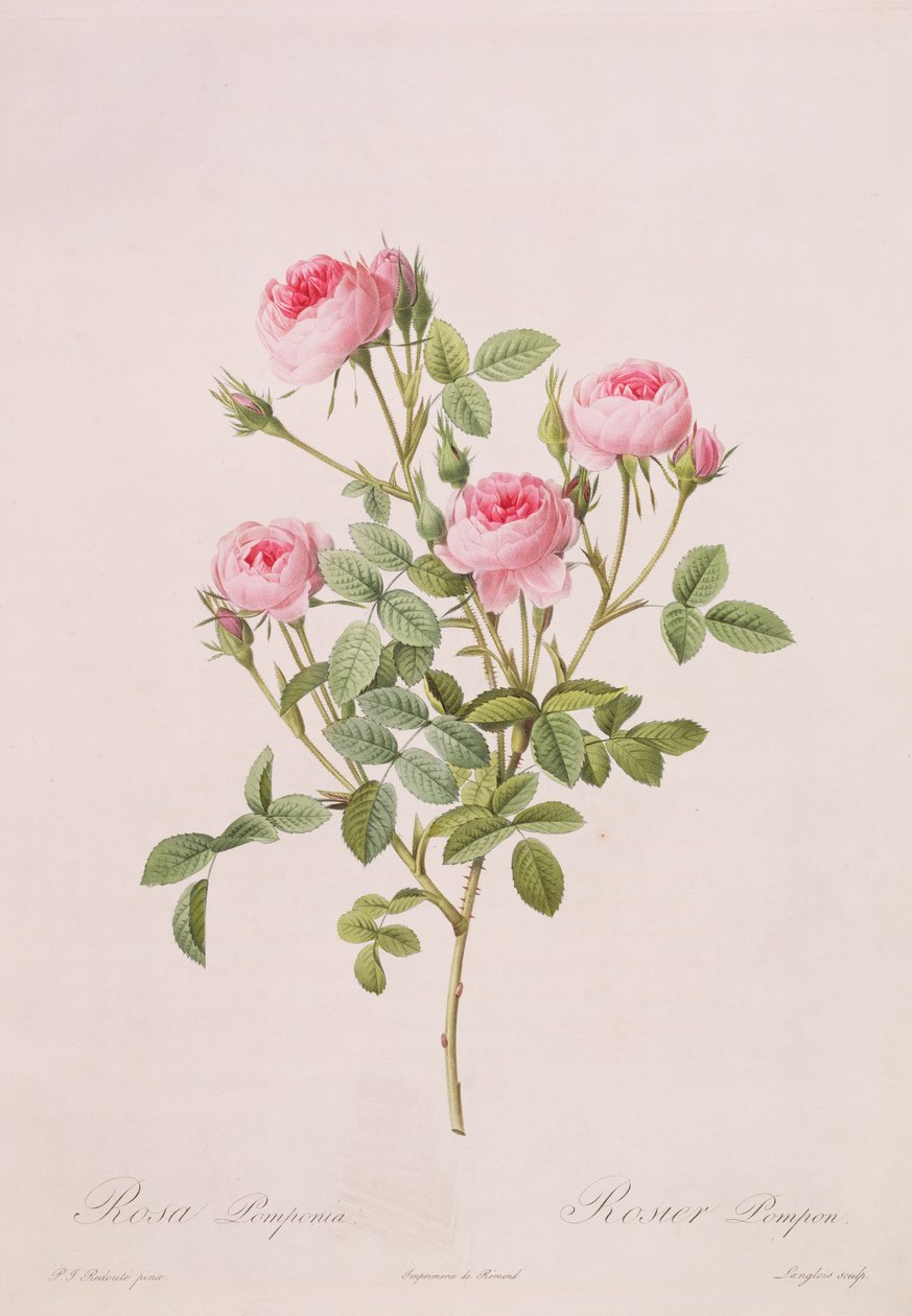 Rosa pomponia，由Langlois雕刻，来自Les Roses，1817-24（彩色aquatint） 作者 皮埃尔·约瑟夫·雷杜特