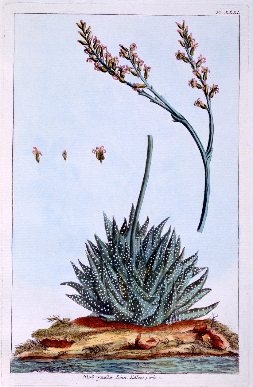 芦荟，来自&39;Precious Collection and Enluminee Des Floura&39;的插图，作者：Pierre Joseph Buchoz，1776年出版 作者 皮埃尔·约瑟夫·布霍兹
