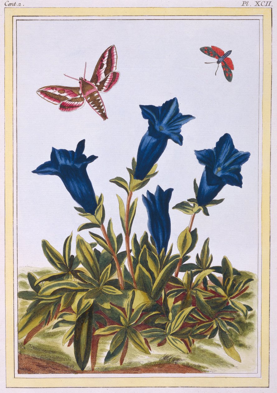 蓝色龙胆（小号花），c.1776（手工彩色雕刻） 作者 皮埃尔·约瑟夫·布霍兹