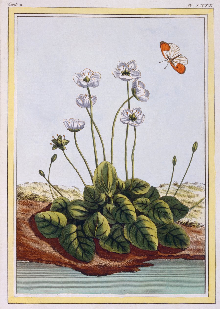 Chiendent de Parnasse（Parnassus之草），c.1776（手工雕刻） 作者 皮埃尔·约瑟夫·布霍兹