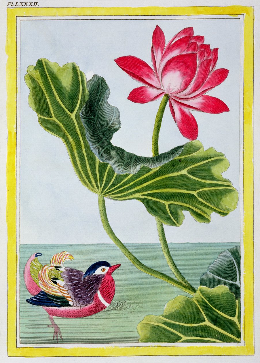 中国红水百合，第一卷，第82页，来自珍贵和美丽的花卉，最美丽和好奇的集合，在中国的花园中培育，如在 作者 皮埃尔·约瑟夫·布霍兹