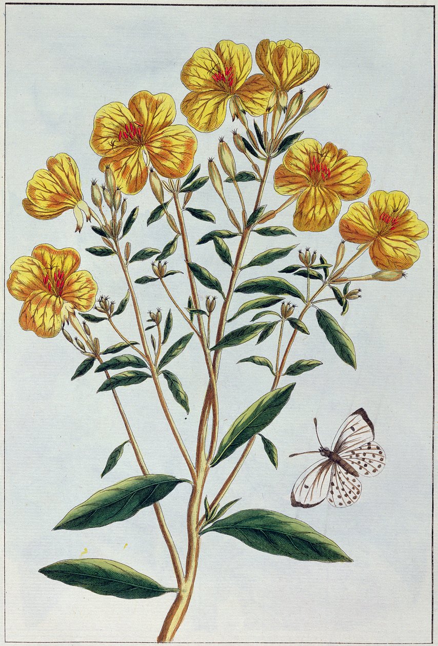 月见草，来自&39;Collection Precieuse et Enluminee&39;的第73页，第二部分（彩色雕刻） 作者 皮埃尔·约瑟夫·布霍兹