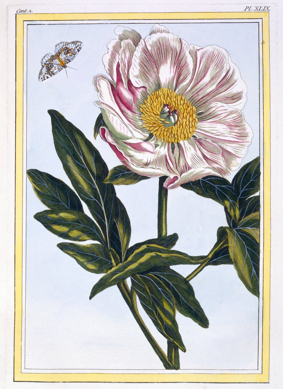 肉色普通牡丹，c.1766（手工彩色雕刻） 作者 皮埃尔·约瑟夫·布霍兹
