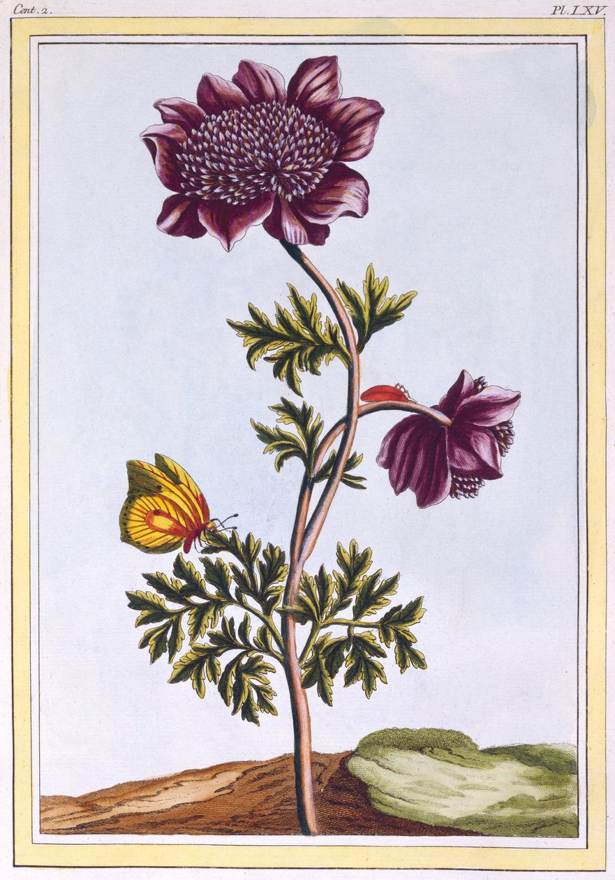 花园Anenome（白头翁），c.1776（手工彩色雕刻） 作者 皮埃尔·约瑟夫·布霍兹