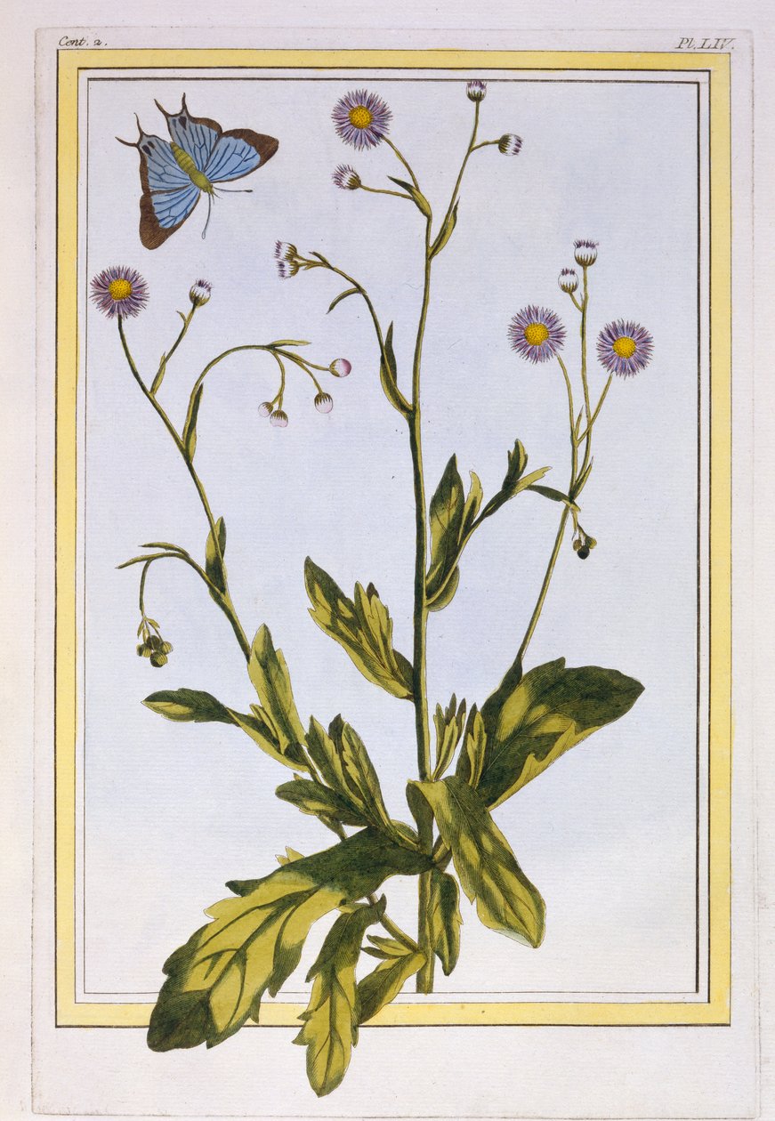 L&39;Erigeron de Philadelphie（加拿大Fleabane），c.1776（手工雕刻） 作者 皮埃尔·约瑟夫·布霍兹