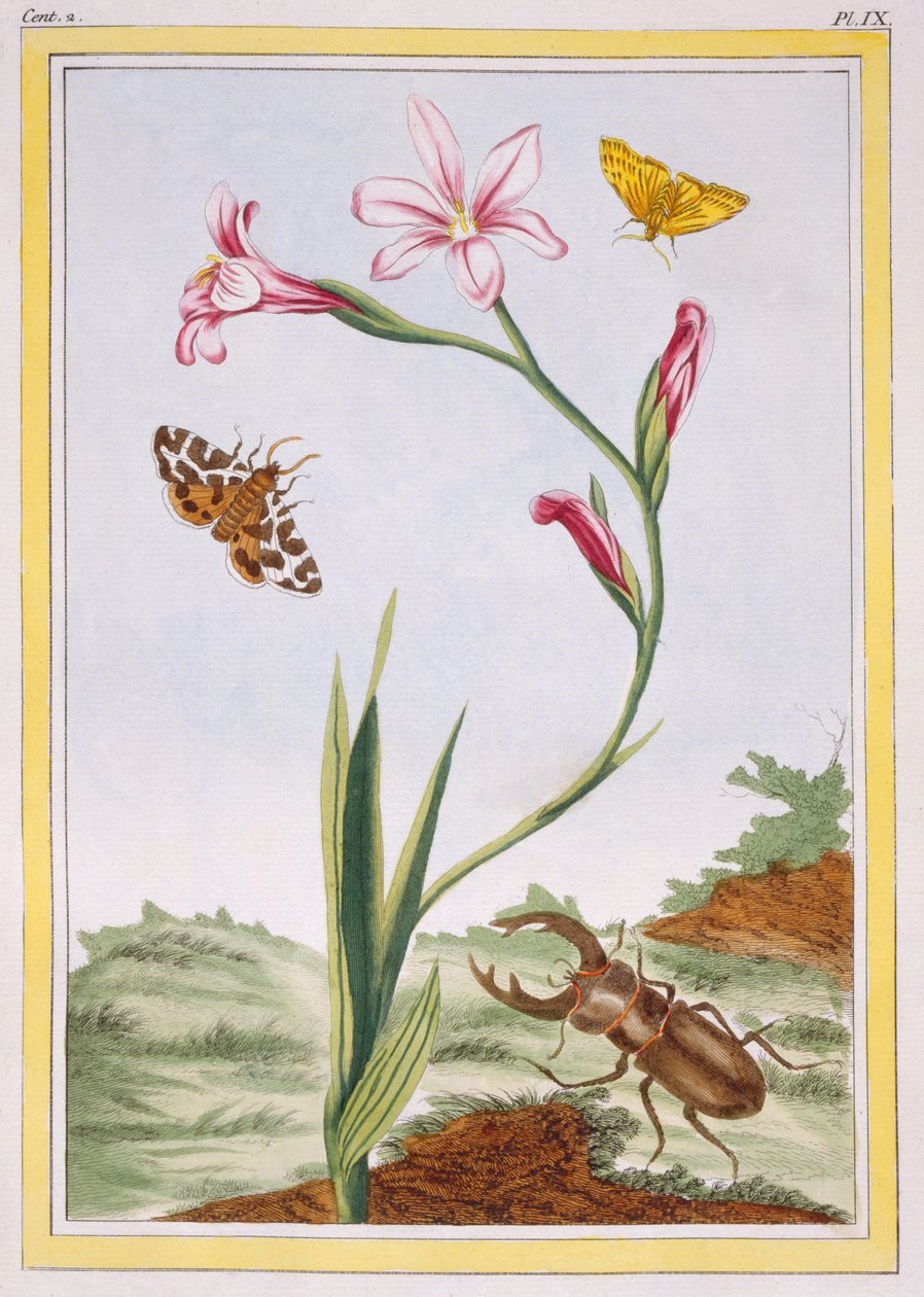 L&39;Ixia（肉色Ixia）和Stag Beetle，c.1776（手工彩色雕刻） 作者 皮埃尔·约瑟夫·布霍兹
