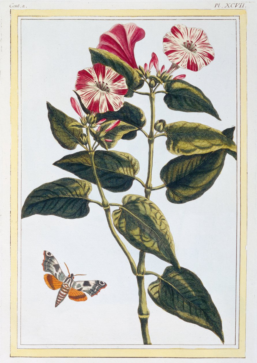 牵牛花，1766（手工雕刻） 作者 皮埃尔·约瑟夫·布霍兹