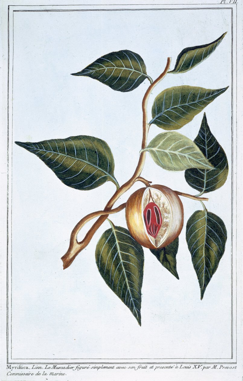 Nutmeg，第7页，来自&39;Collection Precieuse et Enluminee&39;，第三卷（彩色雕刻） 作者 皮埃尔·约瑟夫·布霍兹
