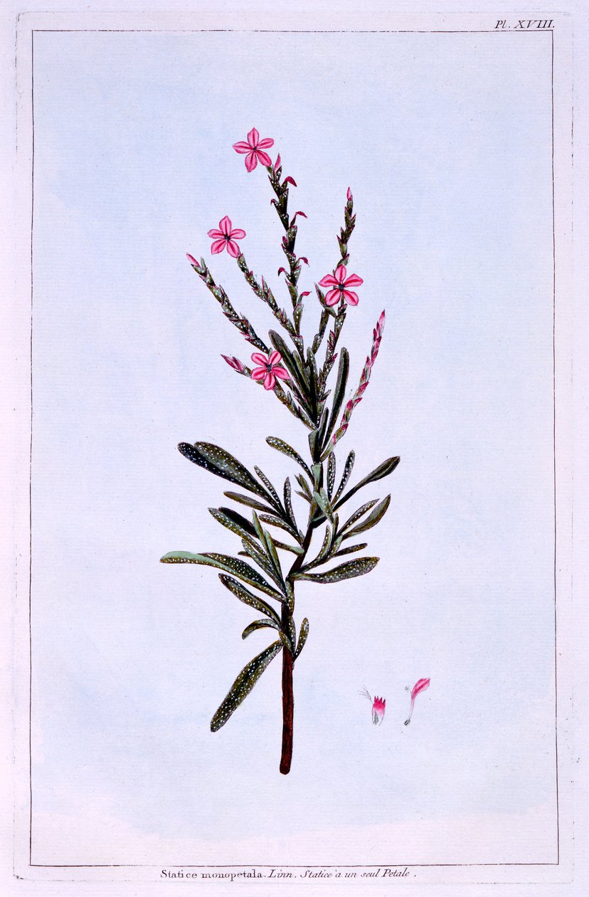 Statice，Phyllostachys spicata 作者 皮埃尔·约瑟夫·布霍兹