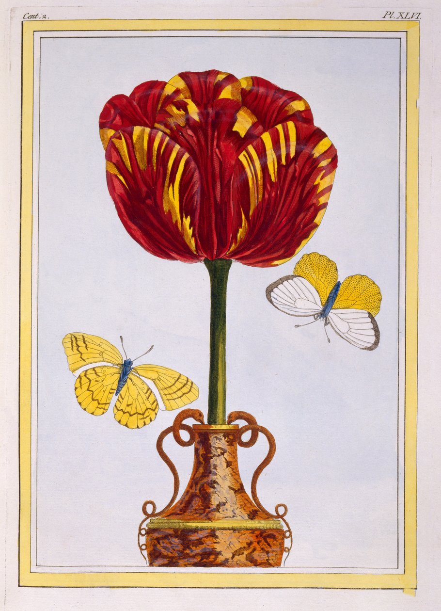 Tulip&39;Le Drap d&39;Or，c.1776（手工雕刻） 作者 皮埃尔·约瑟夫·布霍兹