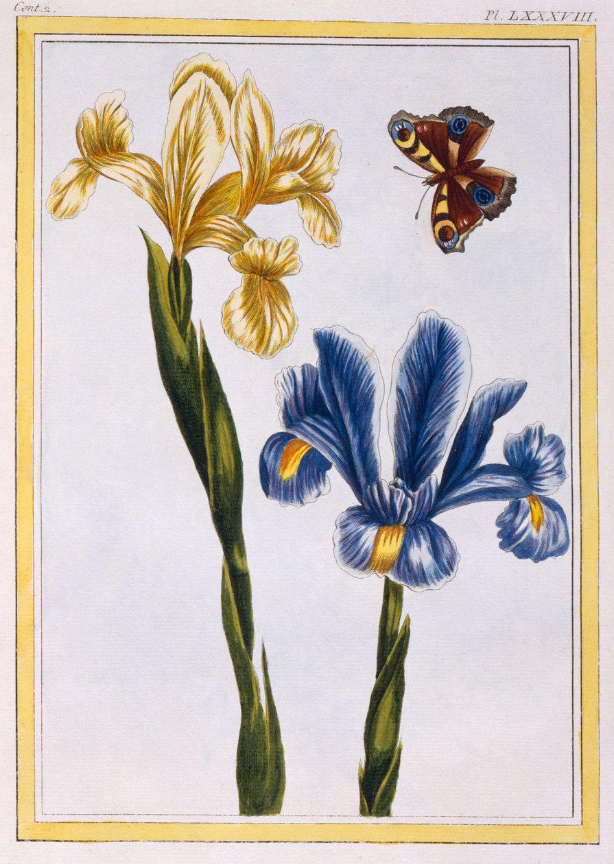 黄色和紫色鸢尾花，c.1776（手工彩色雕刻） 作者 皮埃尔·约瑟夫·布霍兹