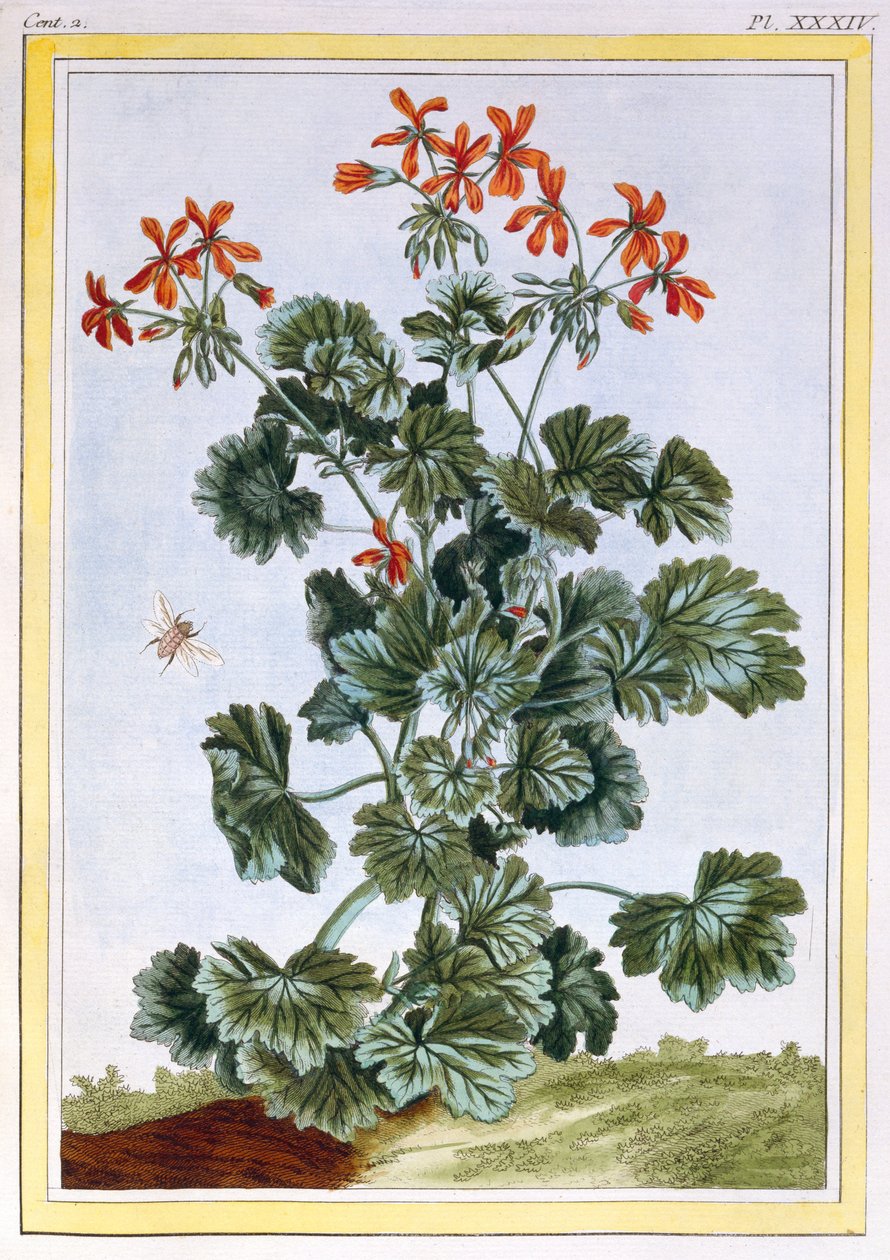 黄花Cranesbill，c.1776（手工雕刻） 作者 皮埃尔·约瑟夫·布霍兹