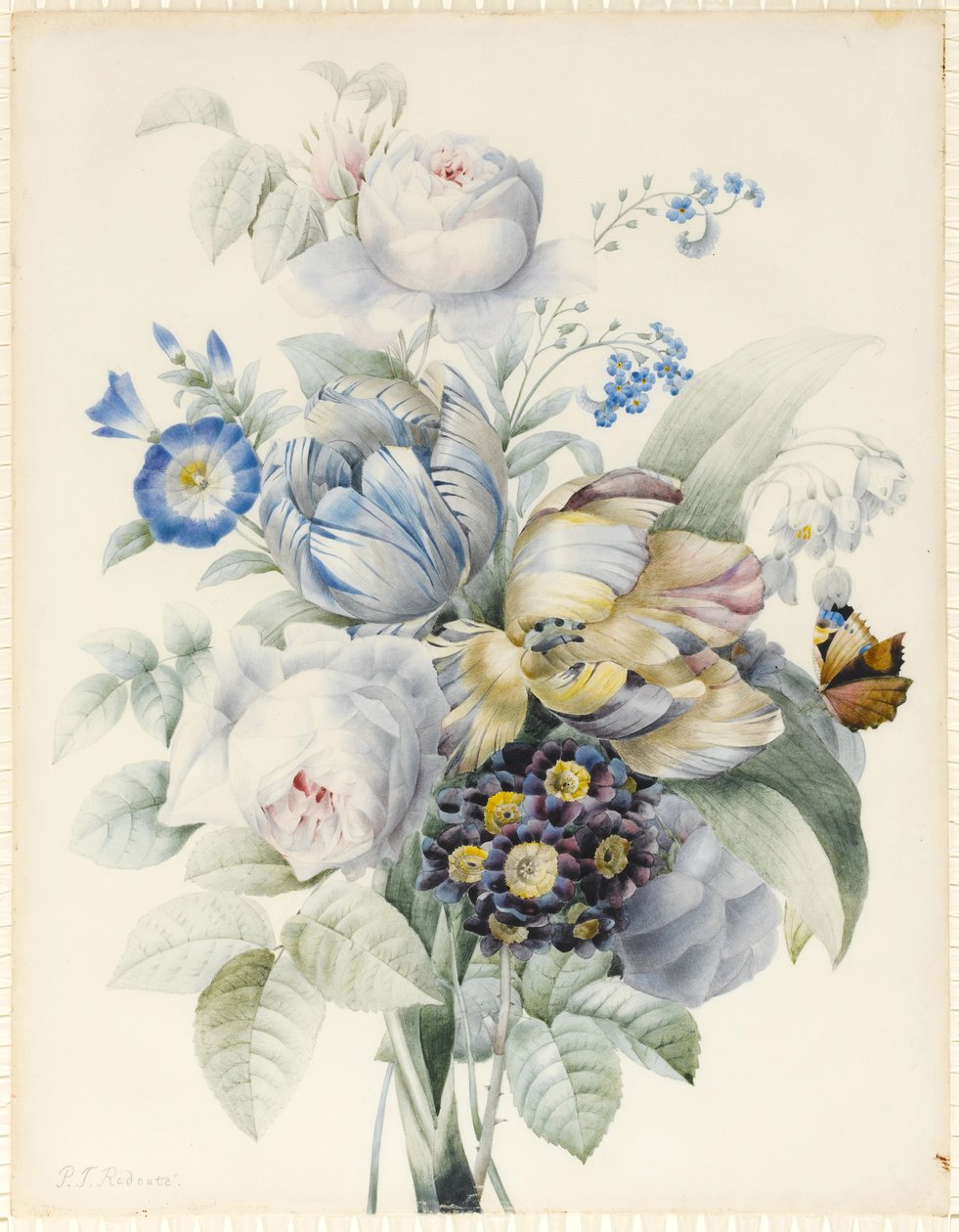 一束鲜花包括玫瑰，鹦鹉郁金香，勿忘我，雪花，Auricula和Ipomoea与虚幻的蝴蝶（石墨和wc与牙龈阿拉伯和体积在石榴石上的石墨） 作者 皮埃尔·约瑟夫·雷杜特